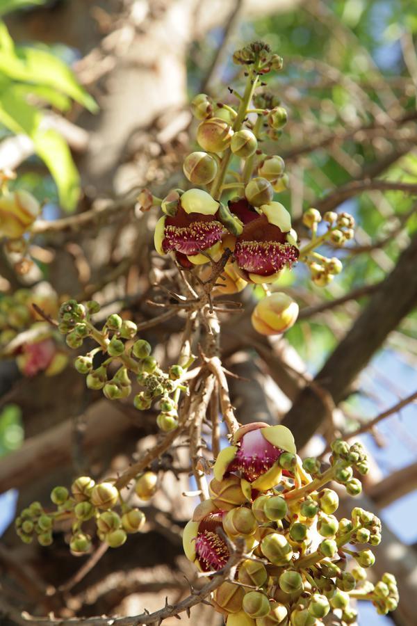 U Duay Gan Garden Home Ubon Ratchathani Ngoại thất bức ảnh